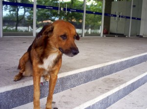 Há apenas um segurança cuidando do local, mas esta simpática cadelinha dá uma patinha, quer dizer, uma mãozinha.